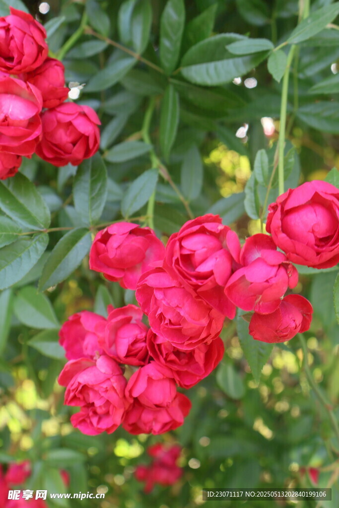 月季花
