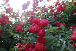月季花