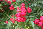 月季花