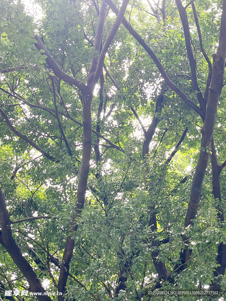 树干