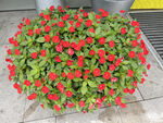 凤仙花