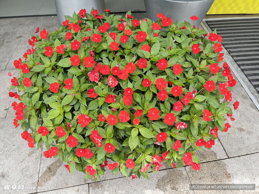 凤仙花