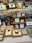 精美蝴蝶标本展示架陈列