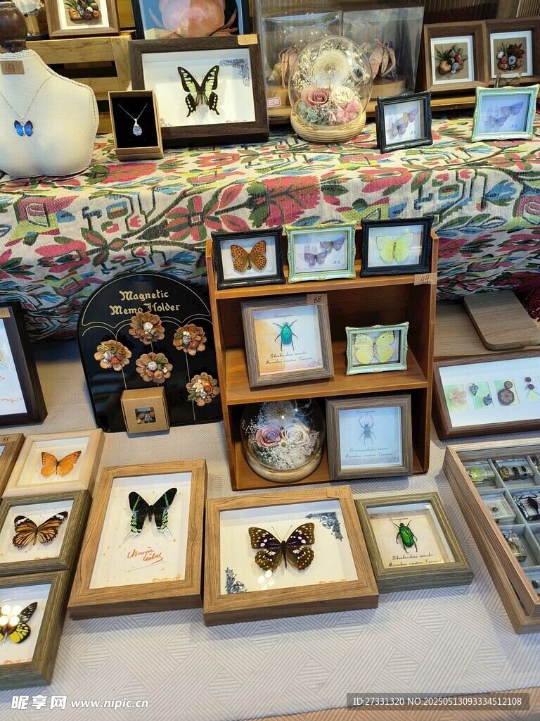 精美蝴蝶标本展示架陈列