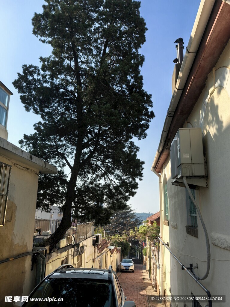 小巷旁的大树与停放车辆