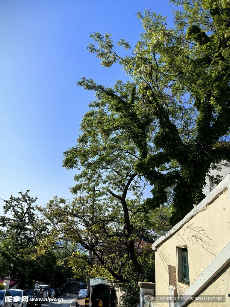 街边绿树旁的浅色小屋