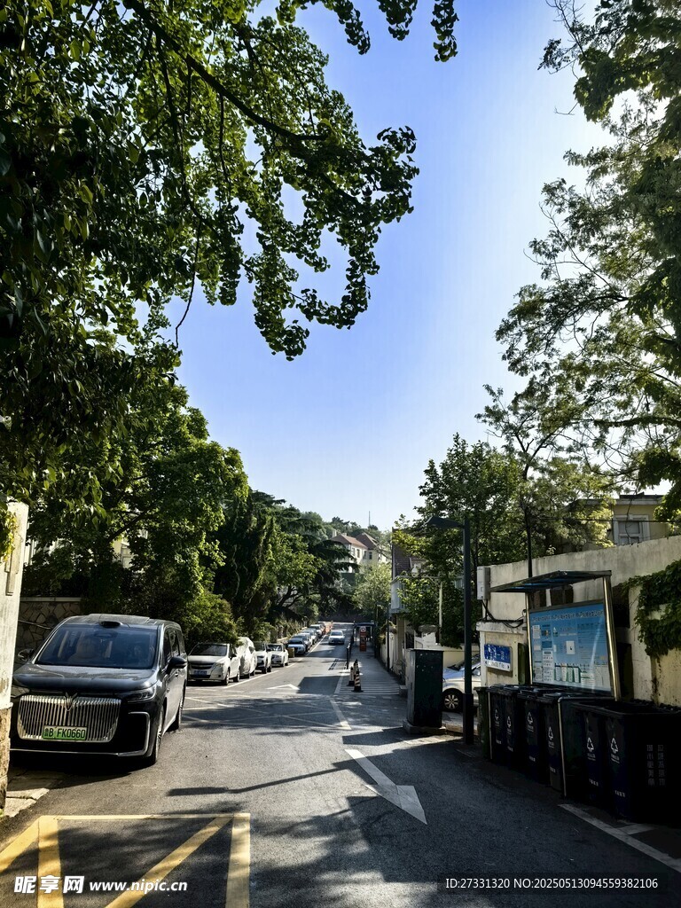 林荫街道上的车辆与行人