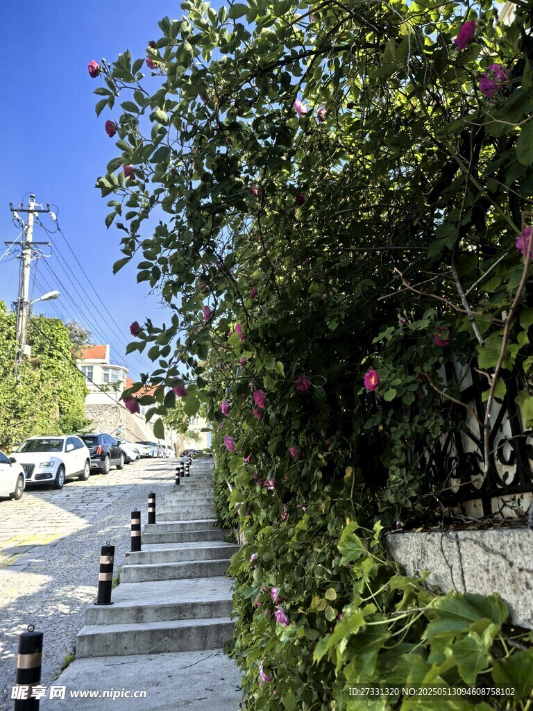 路边繁茂绿植与停放车辆