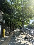 阳光洒落的静谧林荫小道