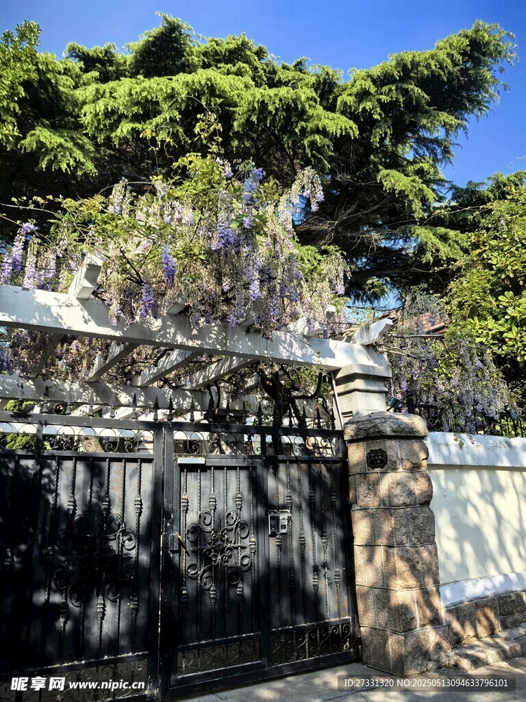 紫藤花架下的静谧景致