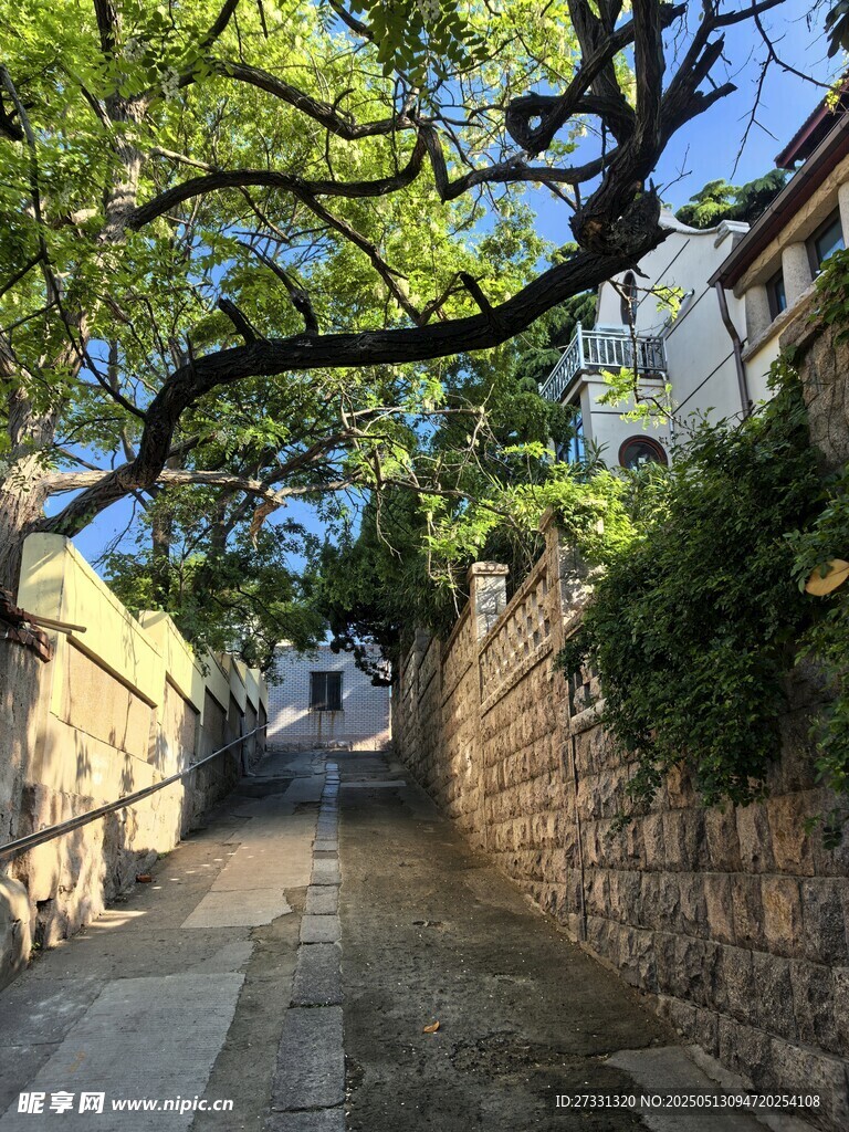 绿荫下的静谧小巷