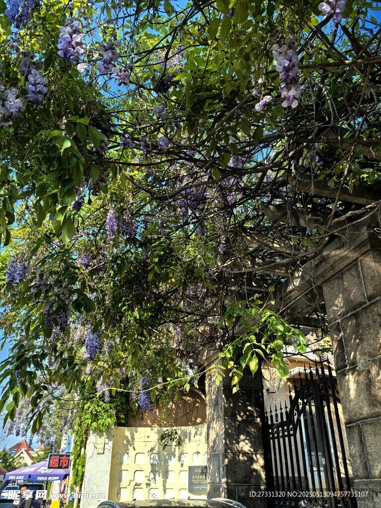 蓝花楹下的铁艺围栏景致
