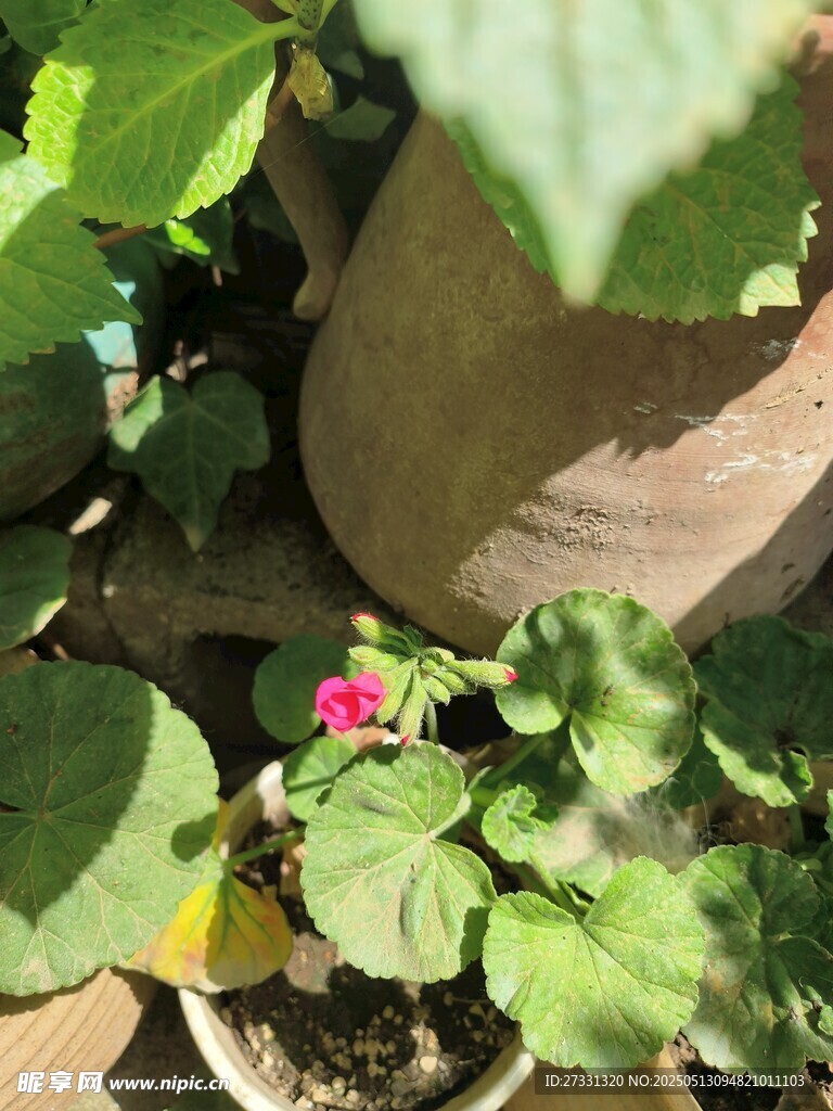 花盆中绽放的娇艳小花