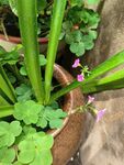 陶盆中的翠绿植物与小花