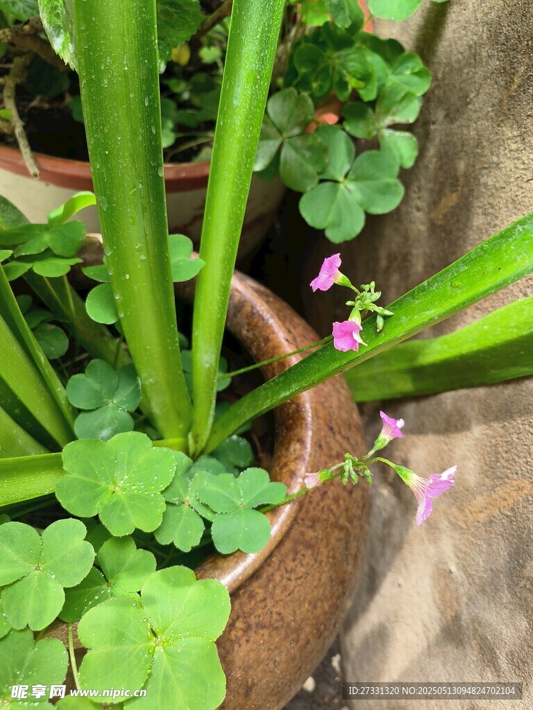 陶盆中的翠绿植物与小花