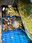 蓝色筐内的多样海鲜贝类