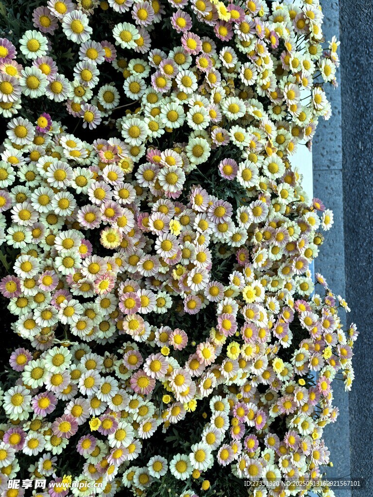 密集小花特写