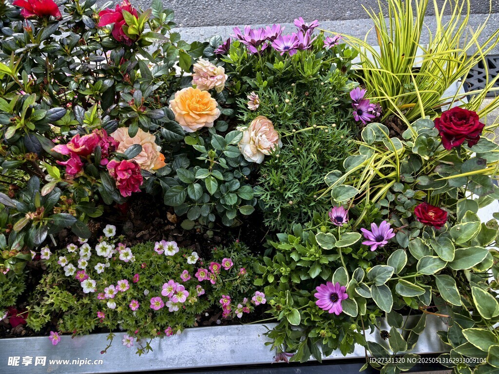 多彩花卉装点美丽花境