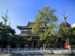 中式古建筑前绿树成荫