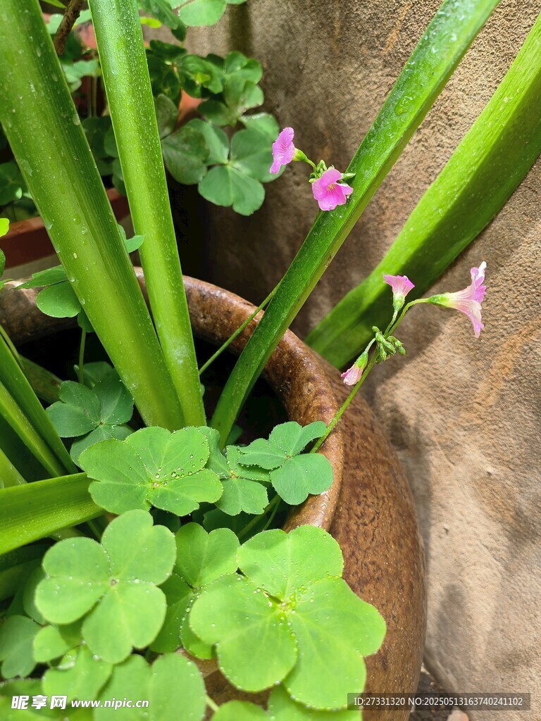 陶盆中的三叶草与小花