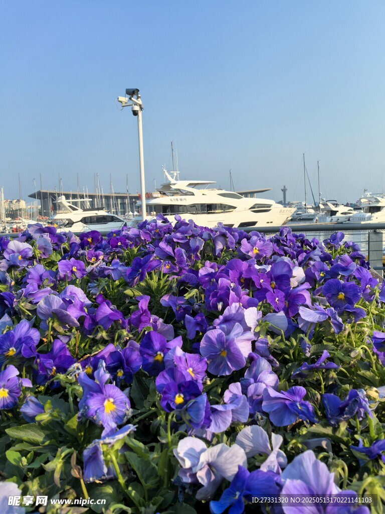 港口边盛放的紫色花卉