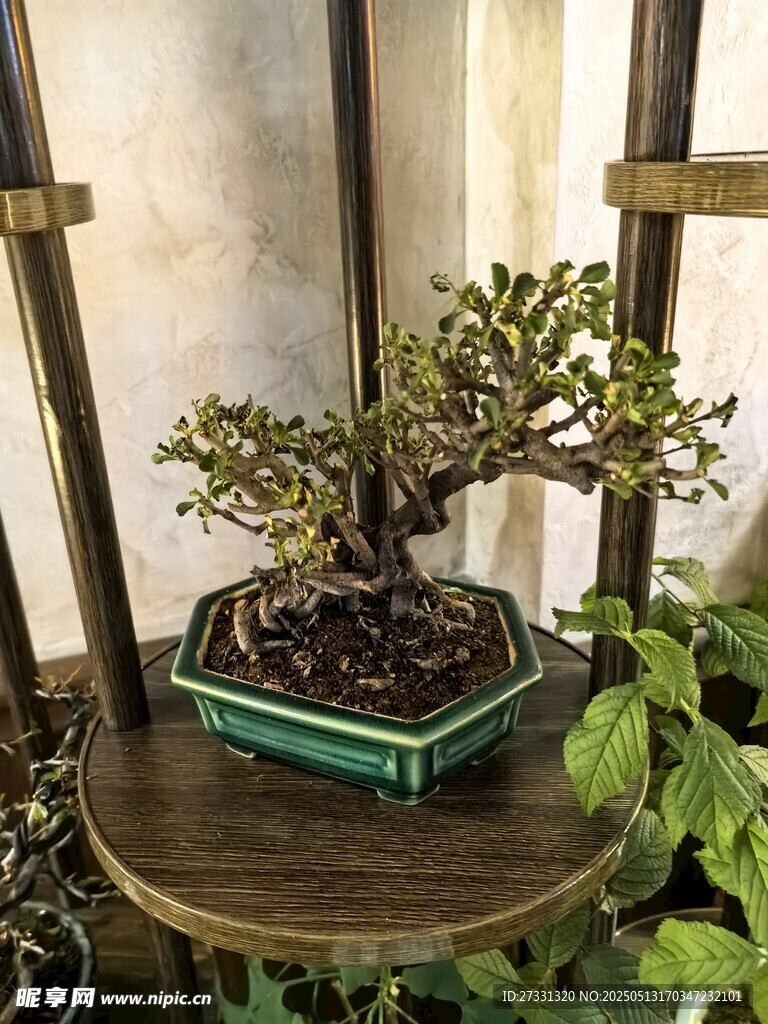 精致盆景置于古朴圆桌上