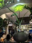 室内大型绿植盆栽景观