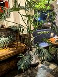 室内绿植装点温馨空间