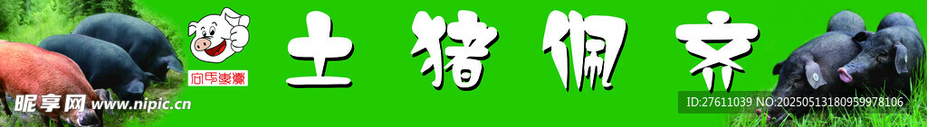 土猪红毛猪