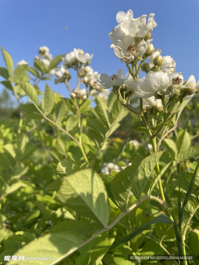蓝天下白色的小花