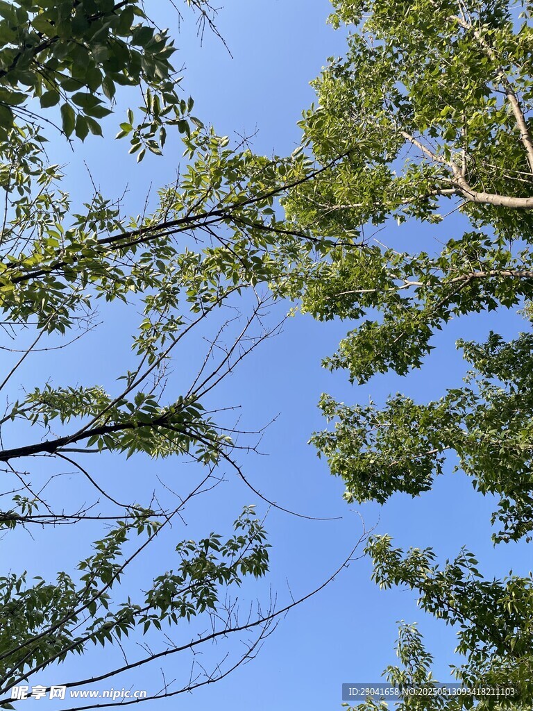 初夏的蓝天