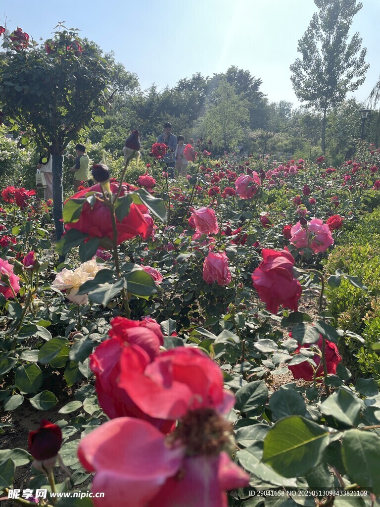 植物园的月季花