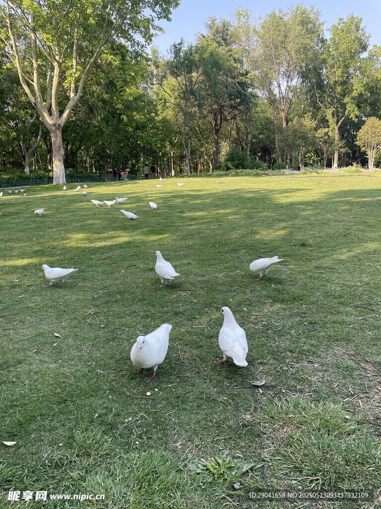 草地上的白鸽