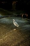 水边独站的白色小鸟