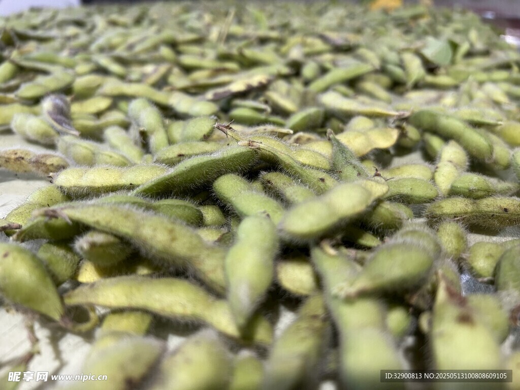 毛豆