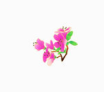 粉色花朵插画 杜鹃花