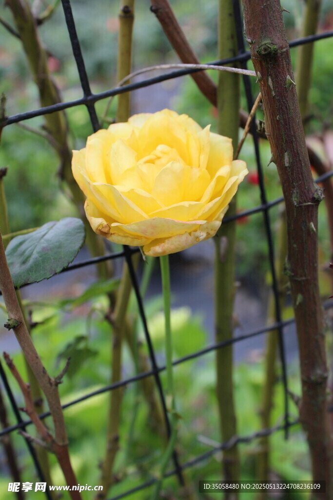 月季花
