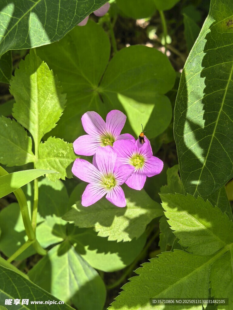绿叶丛中的娇艳小花