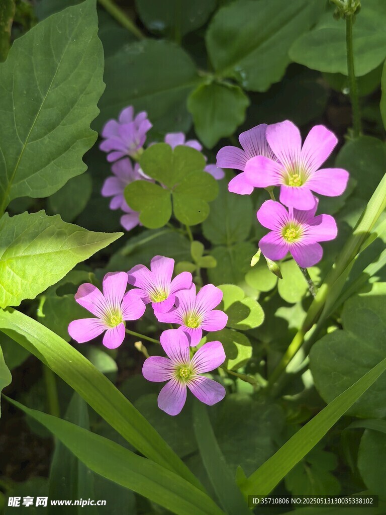 绿叶丛中的粉嫩小花
