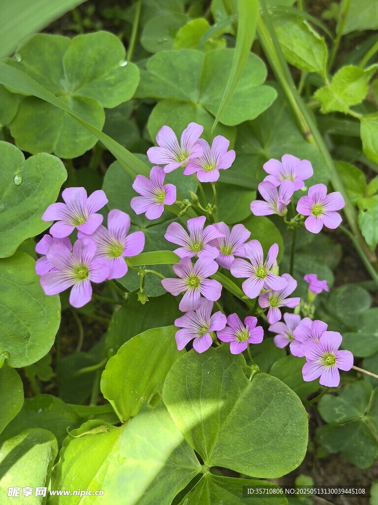 紫花绿叶的酢浆草景致