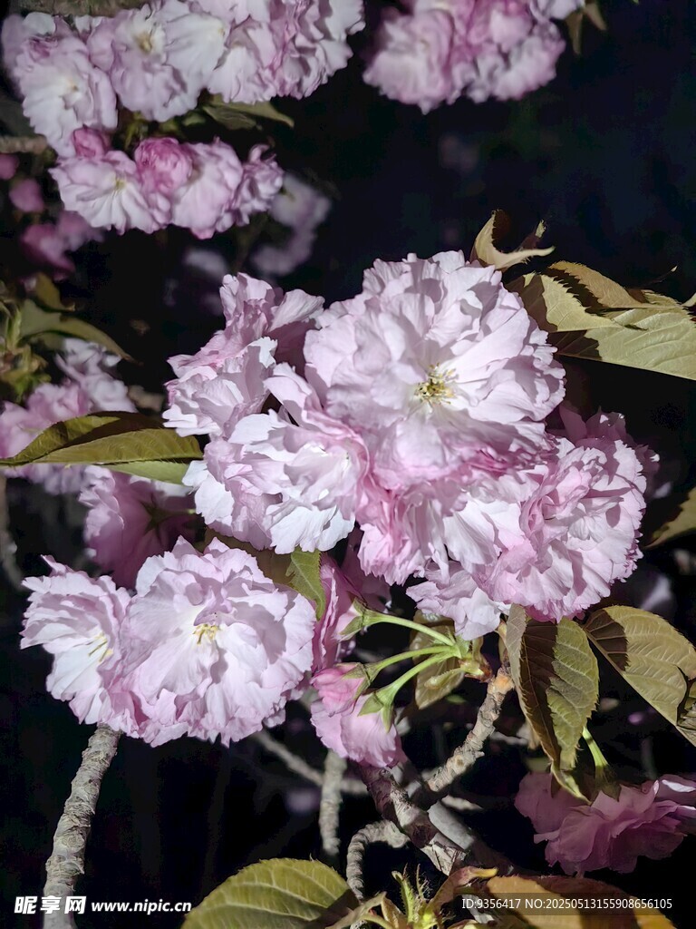 娇艳绽放的粉色樱花