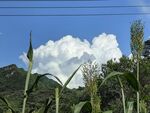 蓝天白云下的田园风光