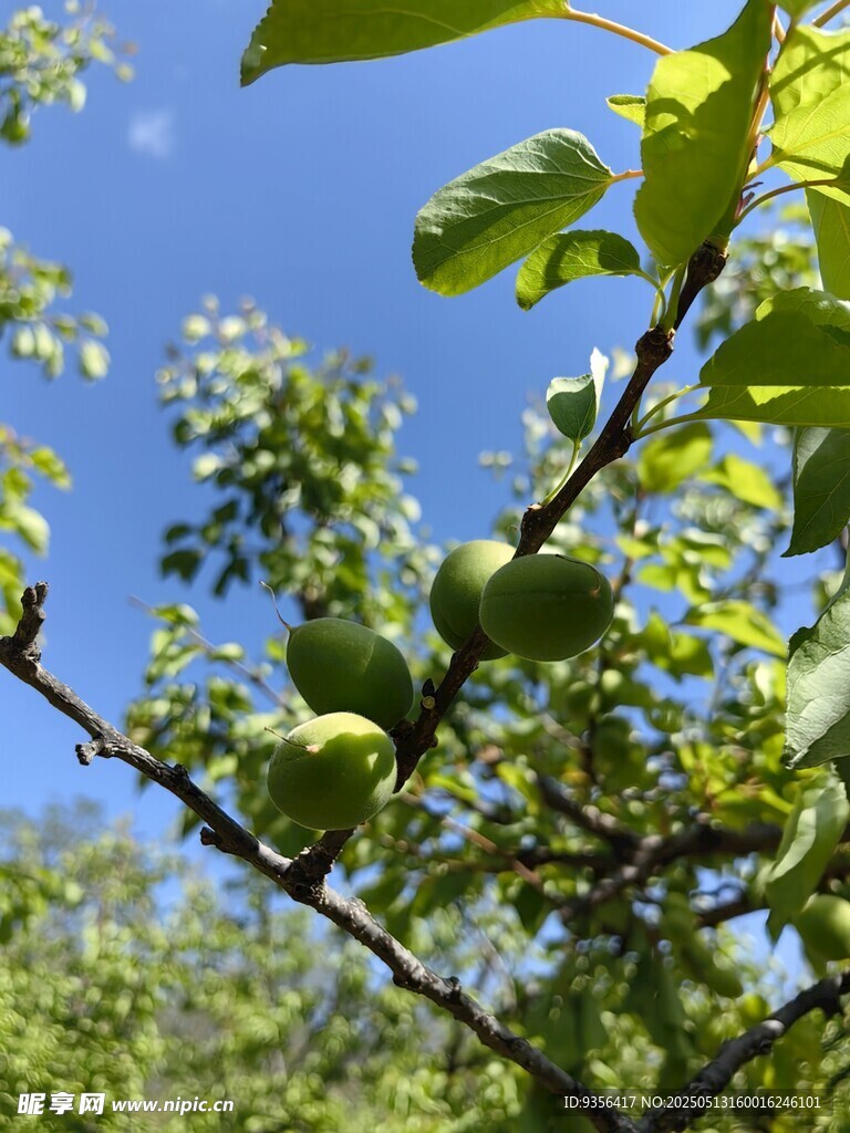 枝头青果映蓝天