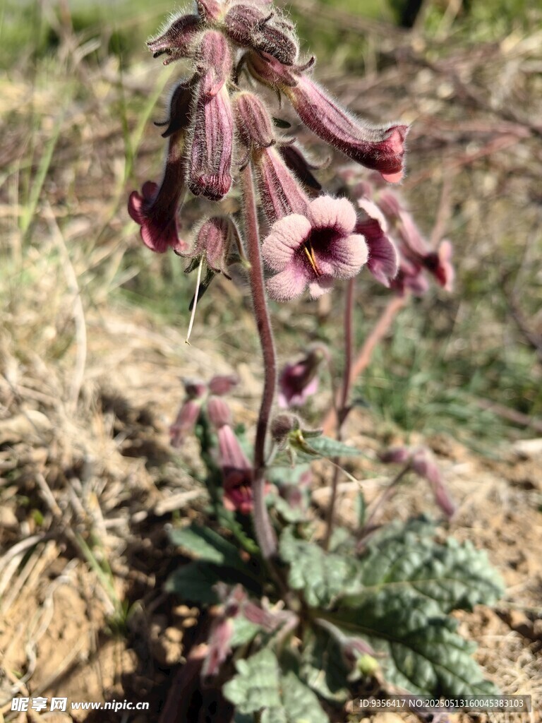 野生紫色小花特写