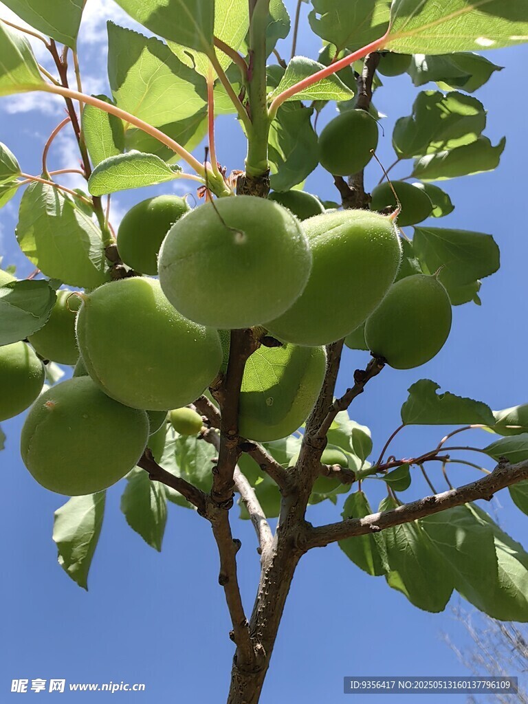 枝头青苹果