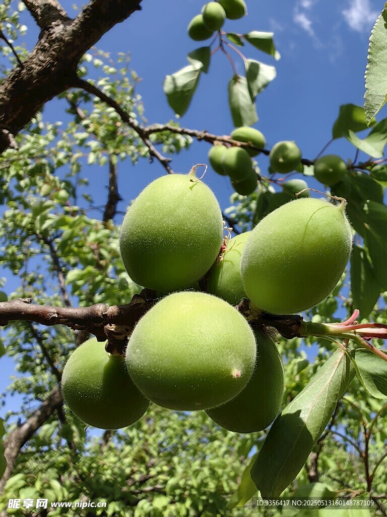 枝头青果挂 绿意满枝桠