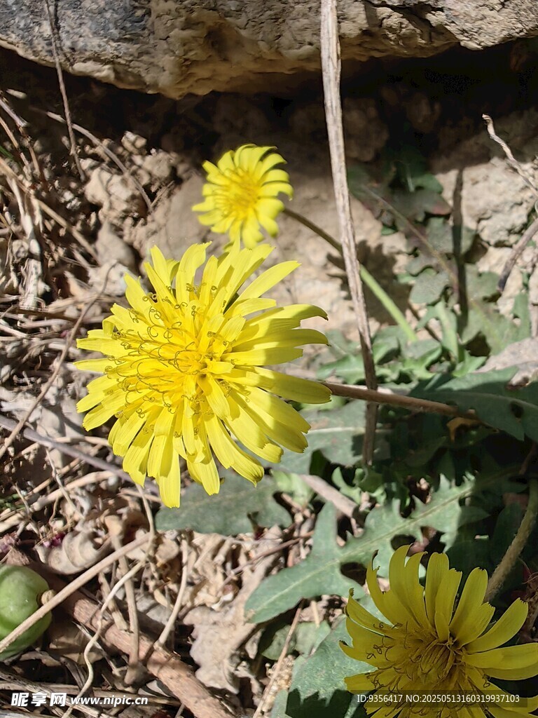 野外绽放的黄色小菊花