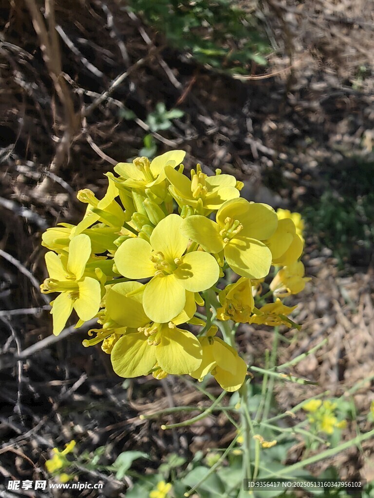 绽放的黄色野花