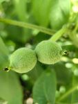 两颗嫩绿的青核桃果实