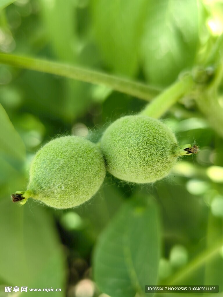 两颗嫩绿的青核桃果实